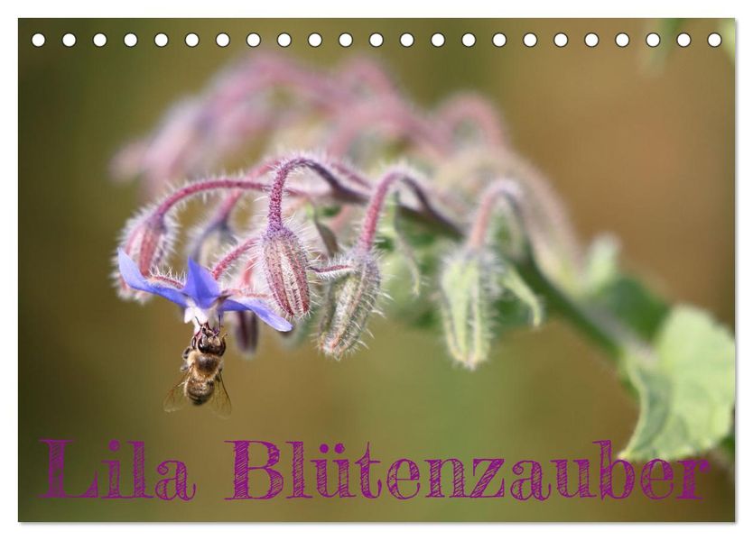 Lila Blütenzauber (Tischkalender 2027 DIN A5 quer) CALVENDO Monatskalender
