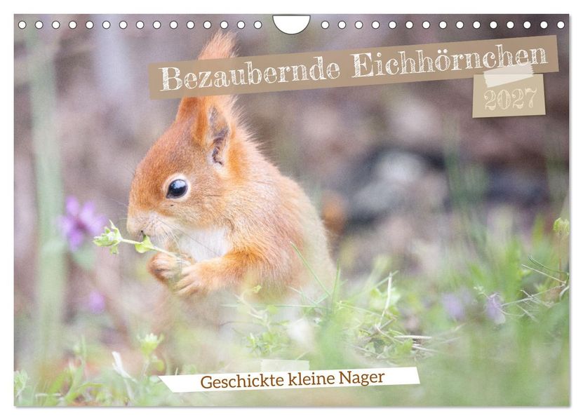 Bezaubernde Eichhörnchen (Wandkalender 2027 DIN A4 quer) CALVENDO Monatskalender