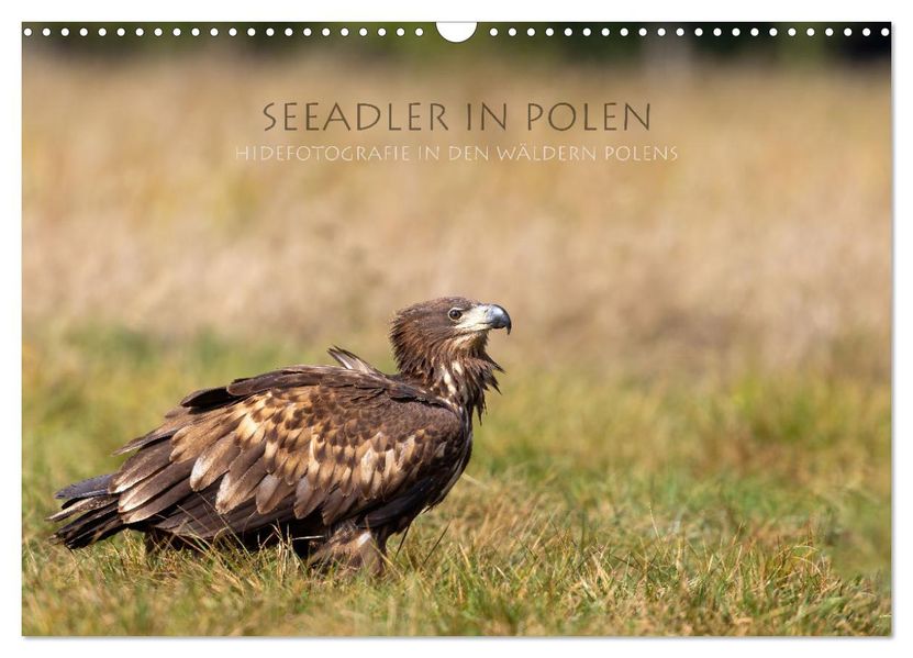 Seeadler in Polen (Wandkalender 2027 DIN A3 quer) CALVENDO Monatskalender
