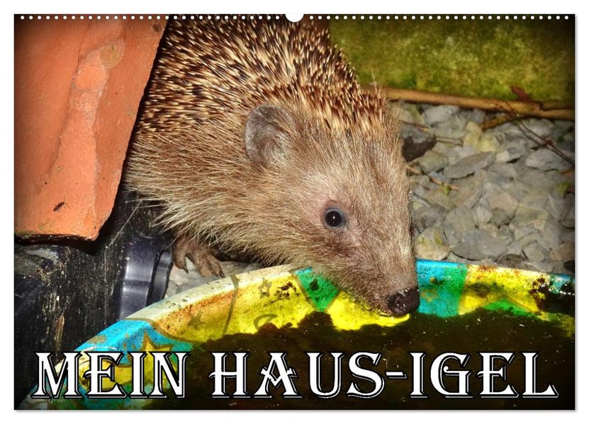 Mein Haus-Igel (Wandkalender 2027 DIN A2 quer) CALVENDO Monatskalender