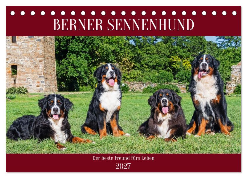 Berner Sennenhund - Der beste Freund fürs Leben (Tischkalender 2027 DIN A5 quer) CALVENDO Monatskalender