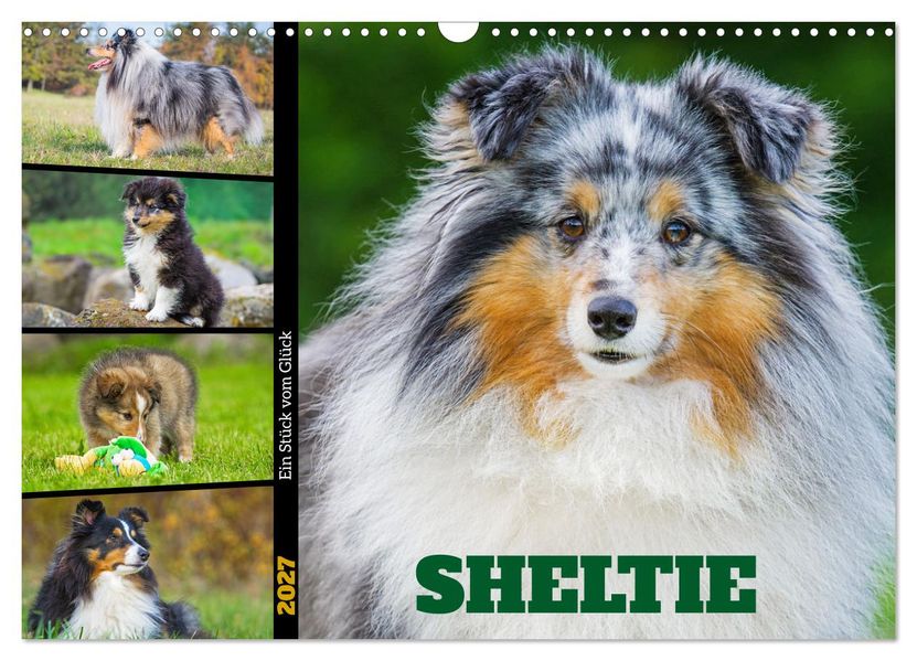 Sheltie - Ein Stück vom Glück (Wandkalender 2027 DIN A3 quer) CALVENDO Monatskalender