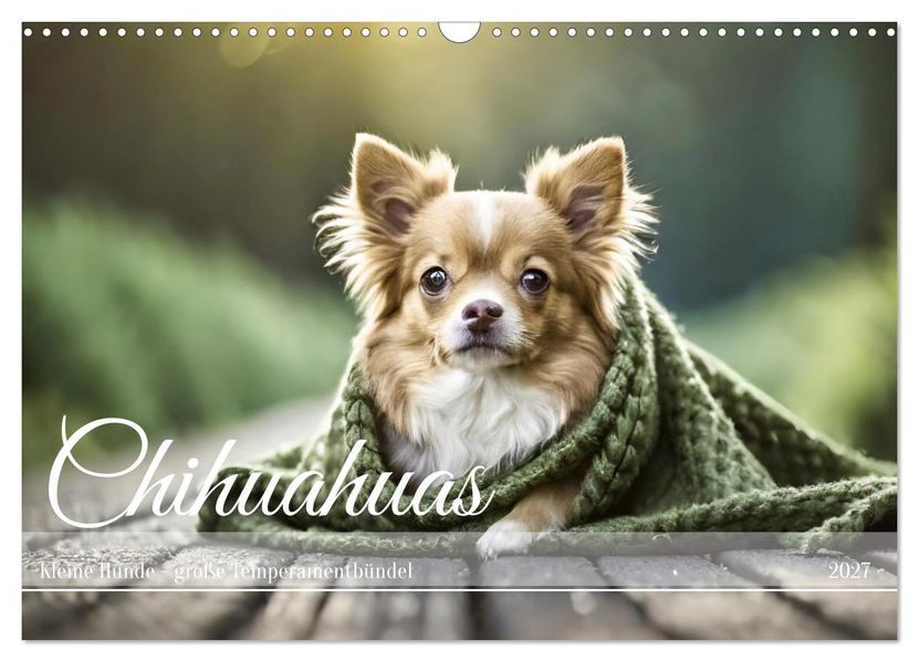Chihuahuas - Kleine Hunde - große Temperamentbündel (Wandkalender 2027 DIN A3 quer) CALVENDO Monatskalender
