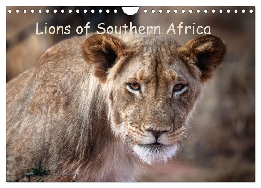 Lions of Southern Africa (Wall Calendar 2027 DIN A4 landscape) CALVENDO 12 Month Wall Calendar