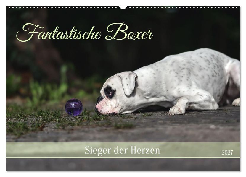Fantastische Boxer - Sieger der Herzen (Wandkalender 2027 DIN A2 quer) CALVENDO Monatskalender