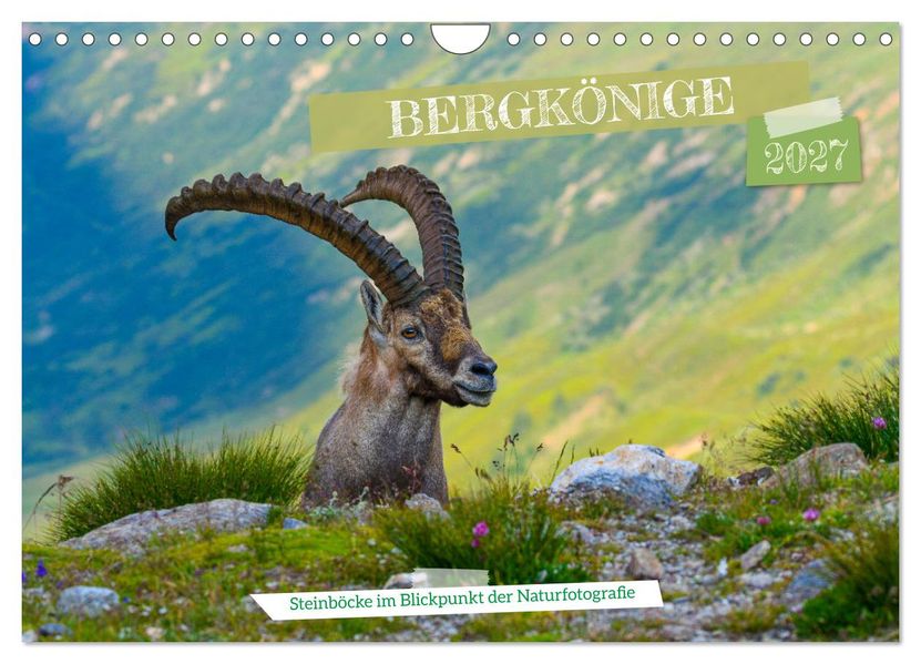 Bergkönige - Steinböcke im Blickpunkt der Naturfotografie (Wandkalender 2027 DIN A4 quer) CALVENDO Monatskalender