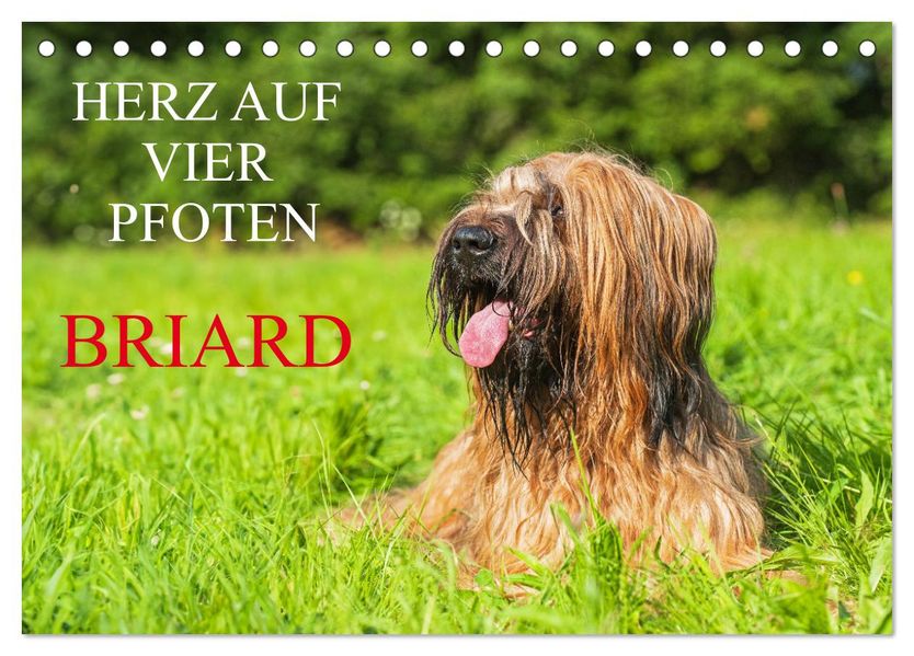Herz auf vier Pfoten - Briard (Tischkalender 2027 DIN A5 quer) CALVENDO Monatskalender