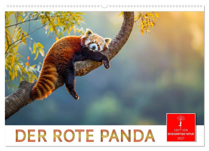Der Rote Panda (Wandkalender 2027 DIN A2 quer) CALVENDO Monatskalender