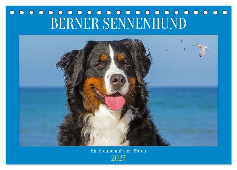 Berner Sennenhund - Ein Freund auf vier Pfoten (Tischkalender 2027 DIN A5 quer) CALVENDO Monatskalender