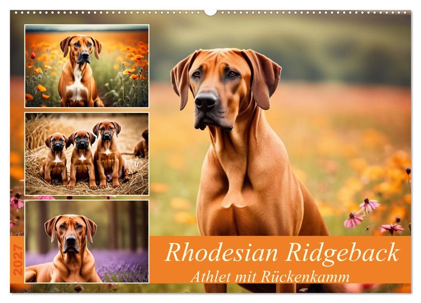 Rhodesian Ridgeback - Athlet mit Rückenkamm (Wandkalender 2027 DIN A2 quer) CALVENDO Monatskalender