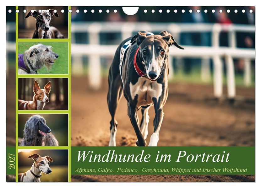 Windhunde im Portrait (Wandkalender 2027 DIN A4 quer) CALVENDO Monatskalender