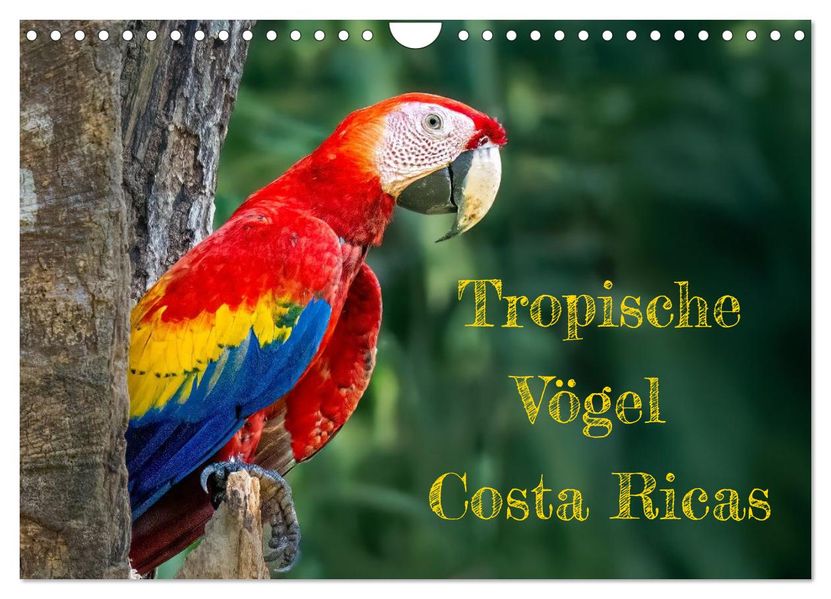 Tropische Vögel Costa Ricas (Wandkalender 2027 DIN A4 quer) CALVENDO Monatskalender