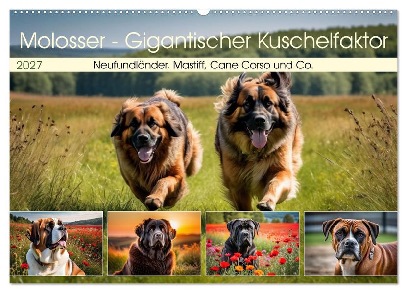 Molosser - Gigantischer Kuschelfaktor (Wandkalender 2027 DIN A2 quer) CALVENDO Monatskalender
