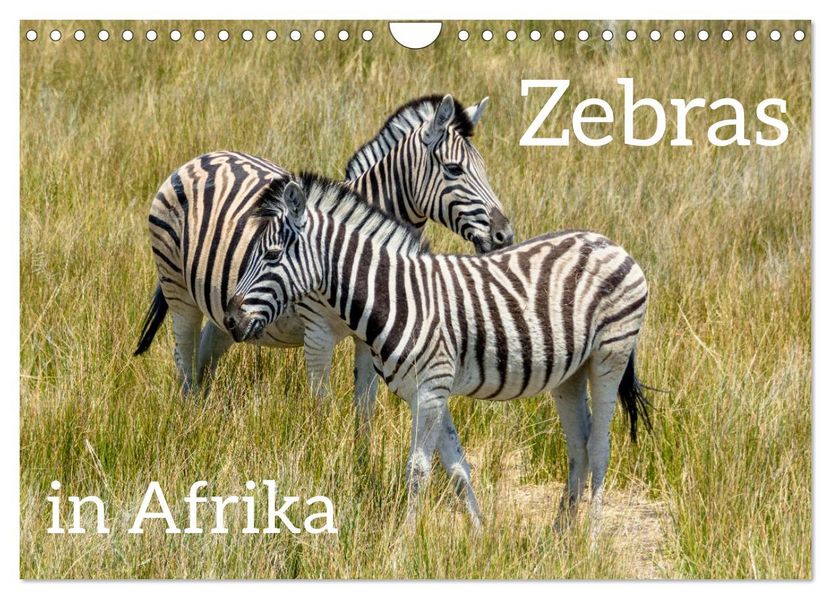 Zebras in Afrika (Wandkalender 2027 DIN A4 quer) CALVENDO Monatskalender