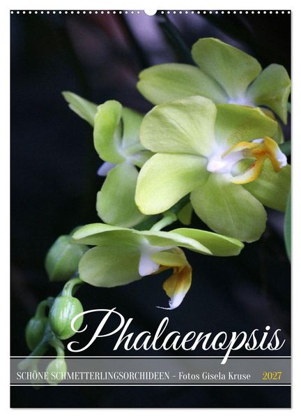 Phalaenopsis - Schöne Schmetterlingsorchideen (Wandkalender 2027 DIN A2 hoch) CALVENDO Monatskalender