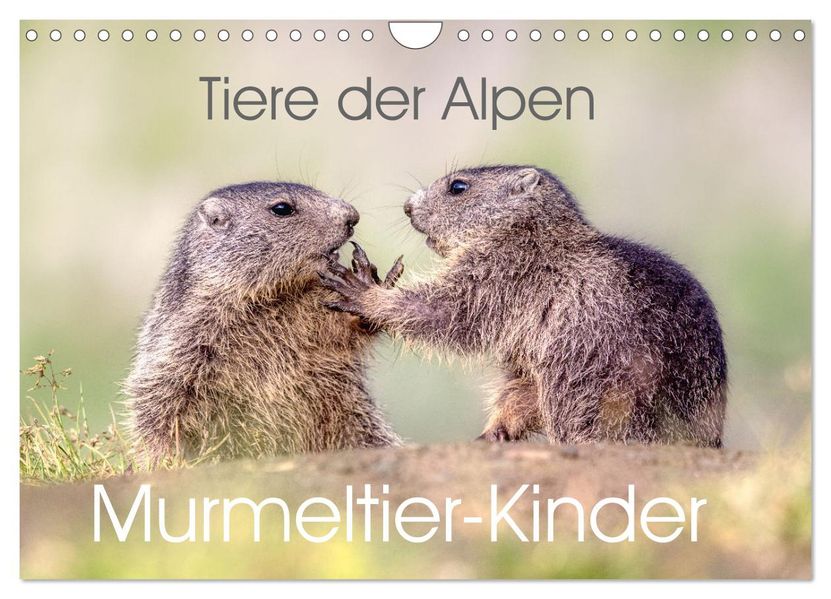 Tiere der Alpen - Murmeltier-Kinder (Wandkalender 2027 DIN A4 quer) CALVENDO Monatskalender