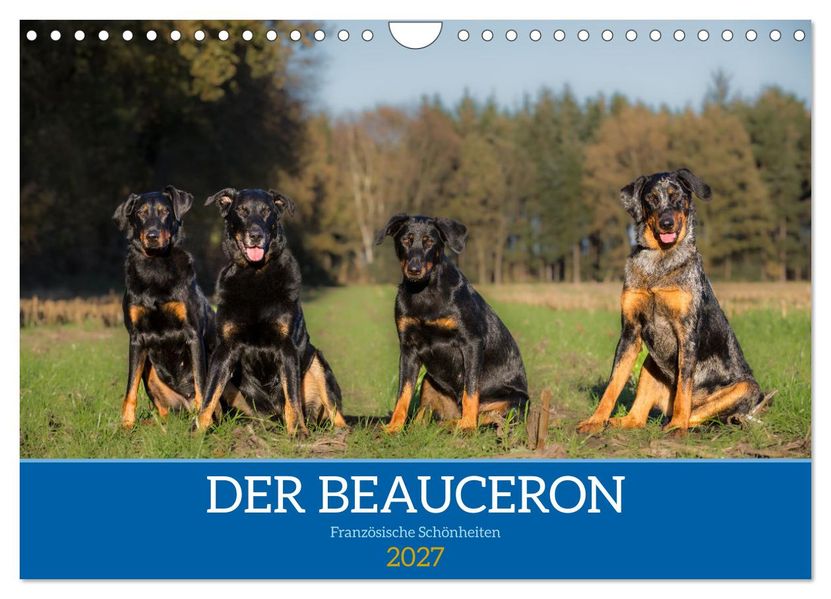 Der Beauceron (Wandkalender 2027 DIN A4 quer) CALVENDO Monatskalender