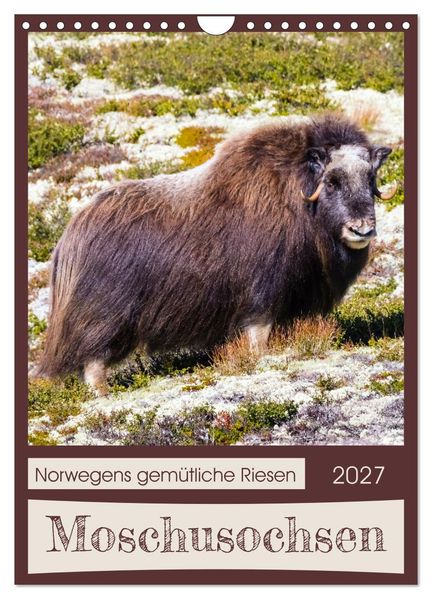 Moschusochsen - Norwegens gemütliche Riesen (Wandkalender 2027 DIN A4 hoch) CALVENDO Monatskalender