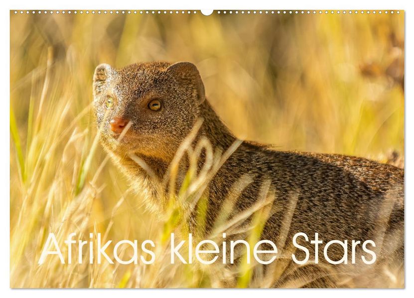 Afrikas kleine Stars (Wandkalender 2027 DIN A2 quer) CALVENDO Monatskalender