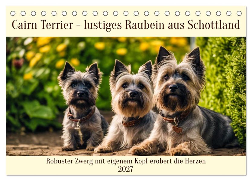 Cairn Terrier - lustiges Raubein aus Schottland (Tischkalender 2027 DIN A5 quer) CALVENDO Monatskalender