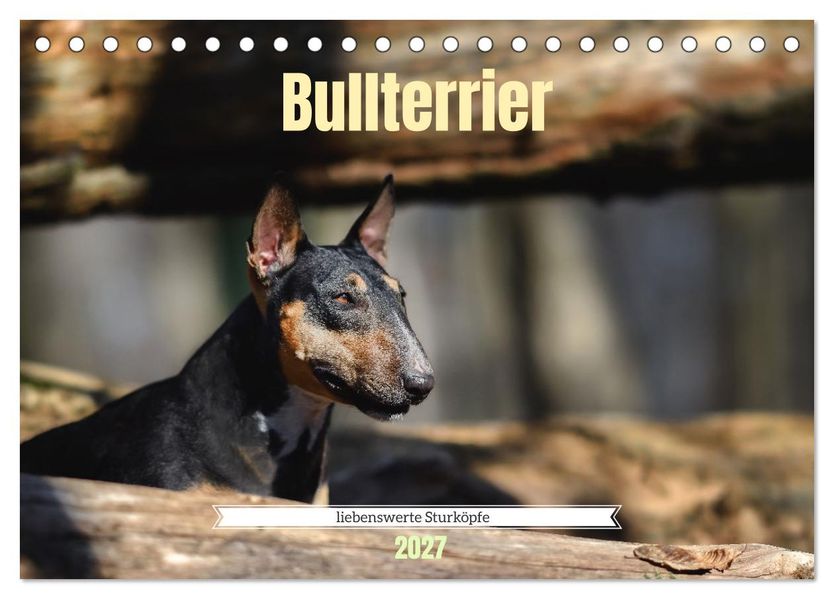 Bullterrier liebenswerte Sturköpfe (Tischkalender 2027 DIN A5 quer) CALVENDO Monatskalender