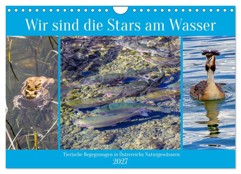 Wir sind die Stars am Wasser (Wandkalender 2027 DIN A4 quer) CALVENDO Monatskalender