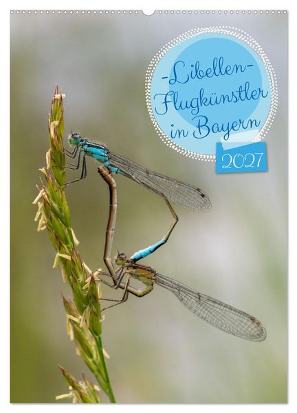 Libellen - Flugkünstler in Bayern (Wandkalender 2027 DIN A2 hoch) CALVENDO Monatskalender