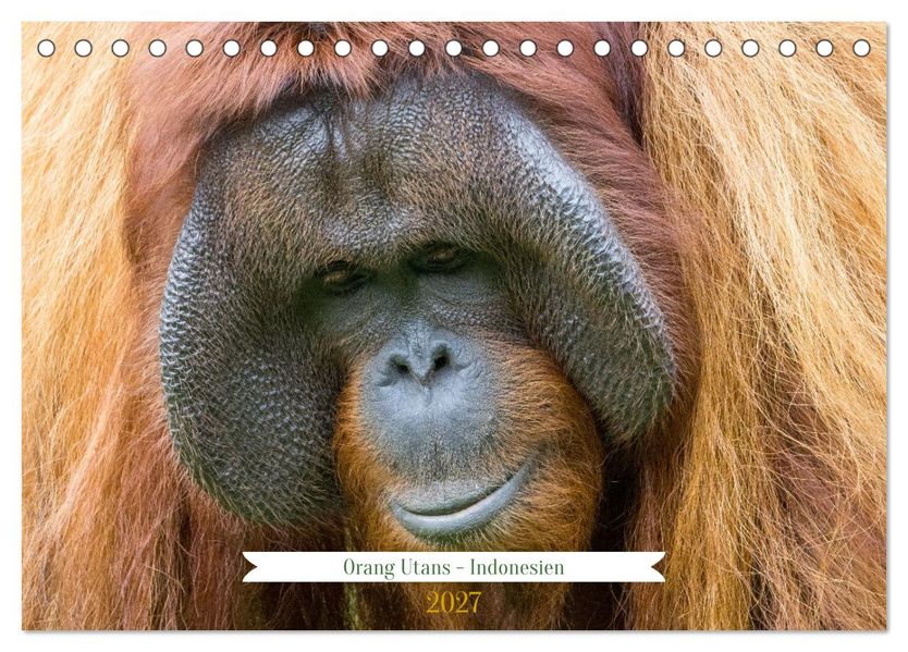 Orang Utans - Indonesien (Tischkalender 2027 DIN A5 quer) CALVENDO Monatskalender