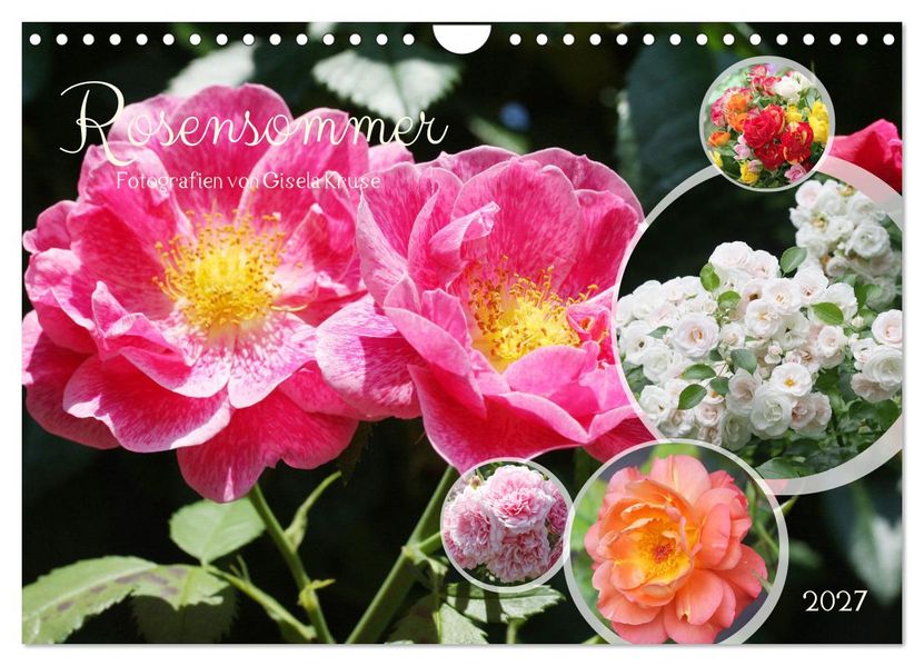 Rosensommer (Wandkalender 2027 DIN A4 quer) CALVENDO Monatskalender