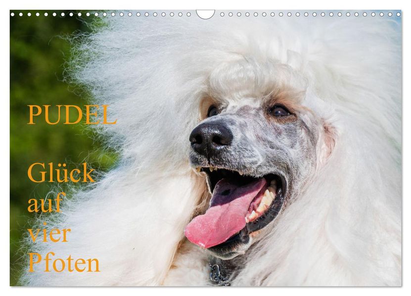 Pudel - Glück auf vier Pfoten (Wandkalender 2027 DIN A3 quer) CALVENDO Monatskalender