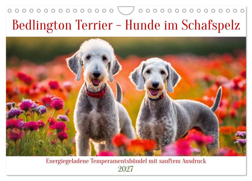 Bedlington Terrier - Hunde im Schafspelz (Wandkalender 2027 DIN A4 quer) CALVENDO Monatskalender