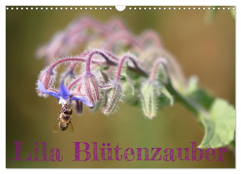 Lila Blütenzauber (Wandkalender 2027 DIN A3 quer) CALVENDO Monatskalender