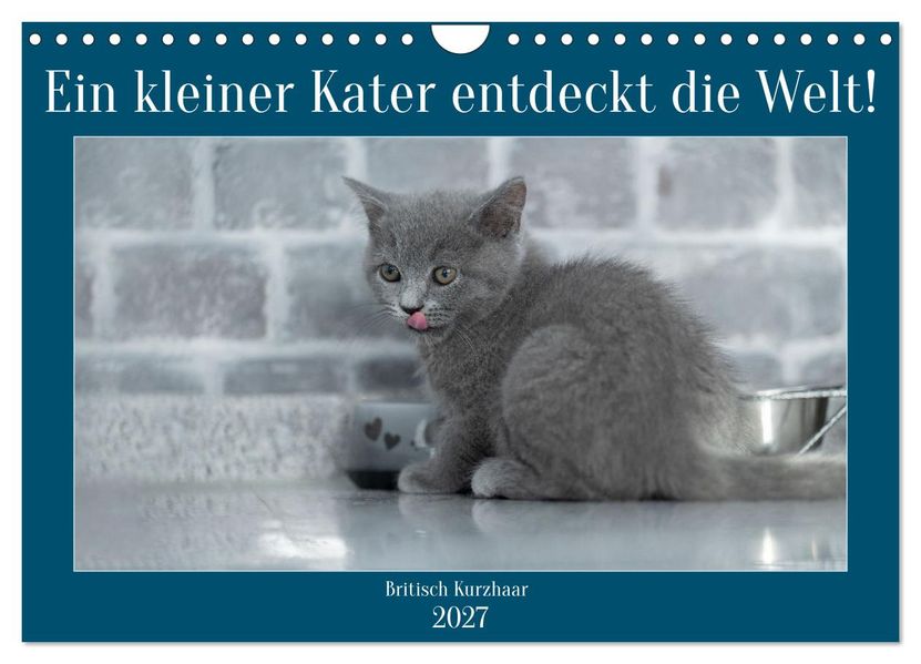 Ein kleiner Kater entdeckt die Welt! (Wandkalender 2027 DIN A4 quer) CALVENDO Monatskalender