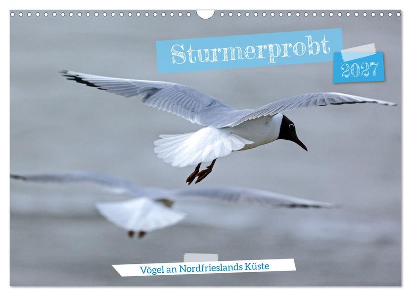 Sturmerprobt - Vögel an Nordfrieslands Küste (Wandkalender 2027 DIN A3 quer) CALVENDO Monatskalender