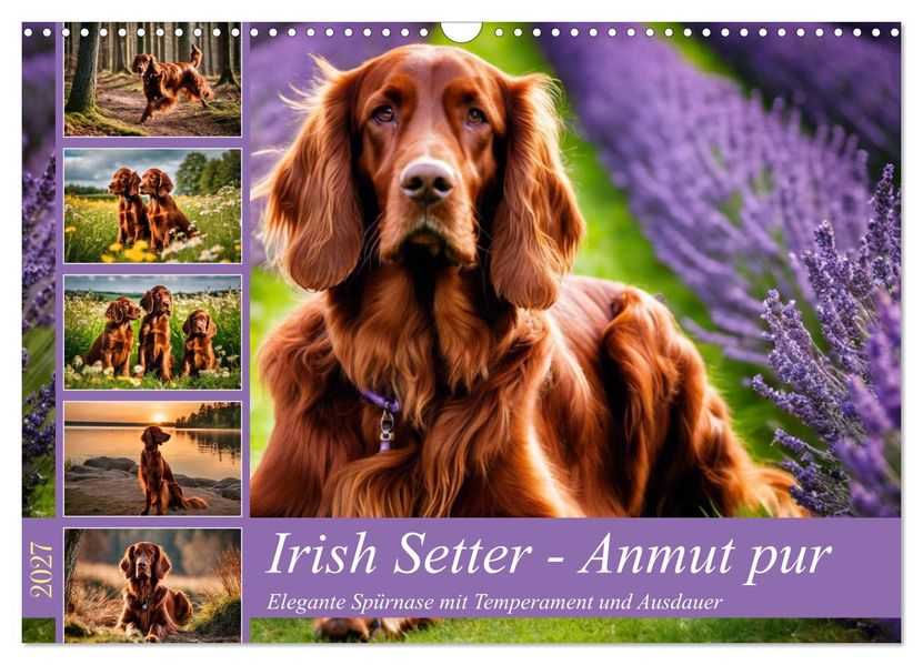 Irish Setter - Anmut pur (Wandkalender 2027 DIN A3 quer) CALVENDO Monatskalender