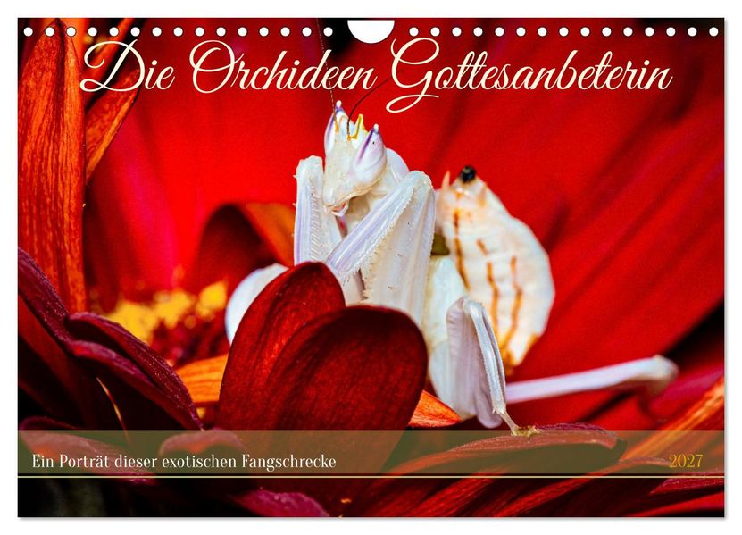Die Orchideen Gottesanbeterin (Wandkalender 2027 DIN A4 quer) CALVENDO Monatskalender