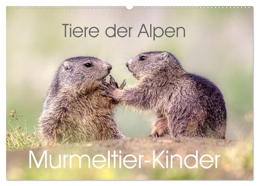 Tiere der Alpen - Murmeltier-Kinder (Wandkalender 2027 DIN A2 quer) CALVENDO Monatskalender
