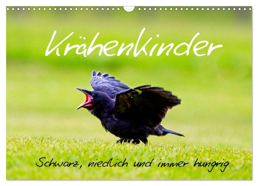 Krähenkinder - Schwarz niedlich und immer hungrig (Wandkalender 2027 DIN A3 quer) CALVENDO Monatskalender