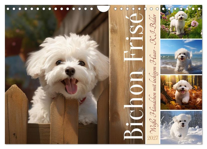 Bichon frisé weiße Hündchen mit lockigem Haar (Wandkalender 2027 DIN A4 quer) CALVENDO Monatskalender