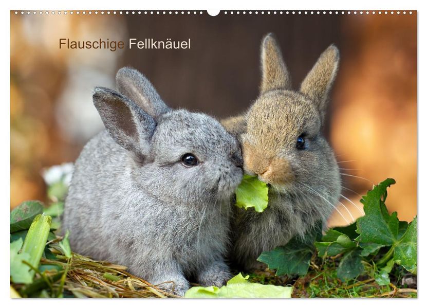 Flauschige Fellknäuel (Wandkalender 2027 DIN A2 quer) CALVENDO Monatskalender