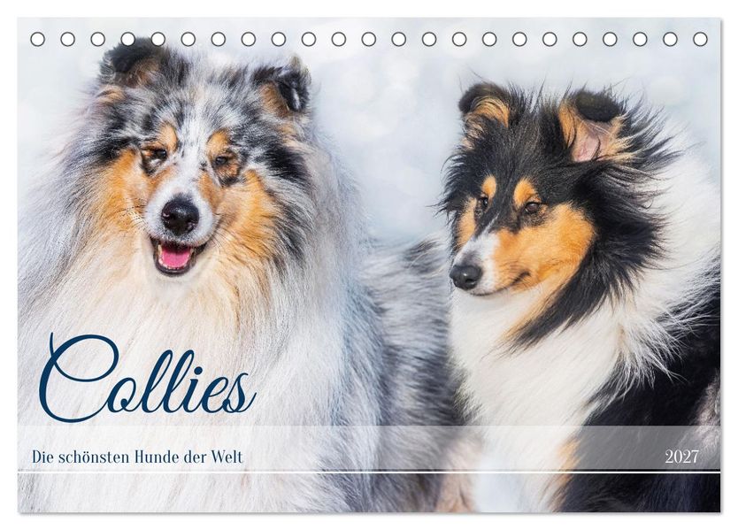 Collies - die schönsten Hunde der Welt (Tischkalender 2027 DIN A5 quer) CALVENDO Monatskalender