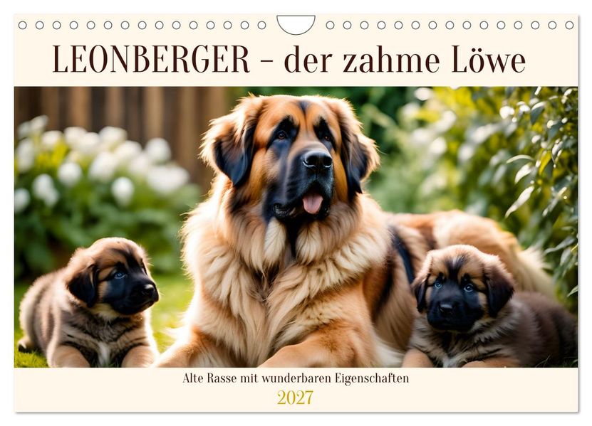 Leonberger - der zahme Löwe (Wandkalender 2027 DIN A4 quer) CALVENDO Monatskalender