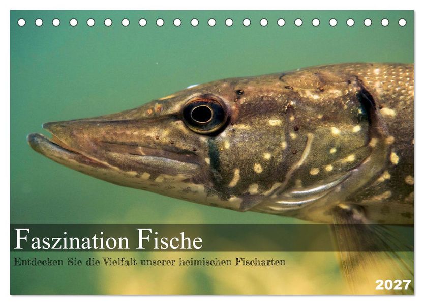Faszination Fische (Tischkalender 2027 DIN A5 quer) CALVENDO Monatskalender