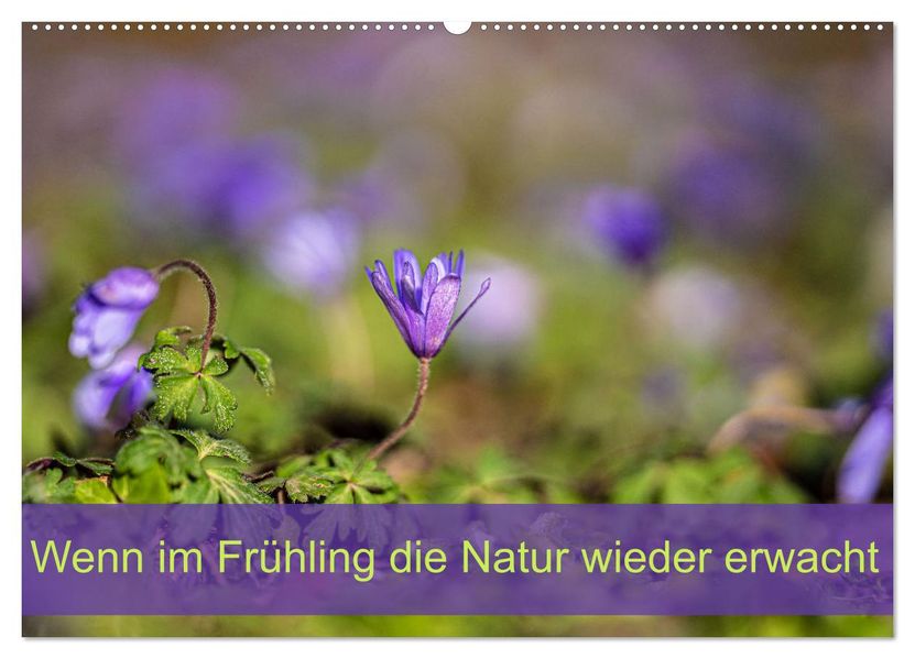 Wenn im Frühling die Natur wieder erwacht (Wandkalender 2027 DIN A2 quer) CALVENDO Monatskalender