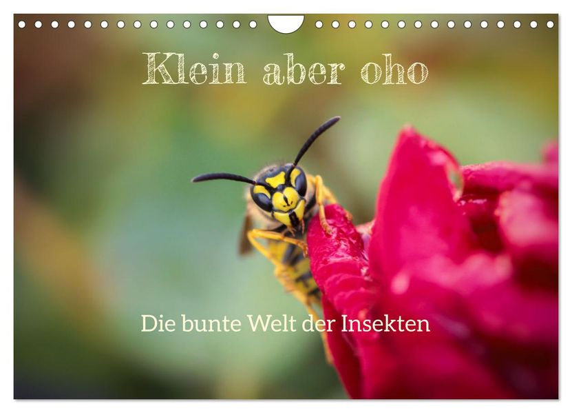 Klein aber oho. Die bunte Welt der Insekten (Wandkalender 2027 DIN A4 quer) CALVENDO Monatskalender