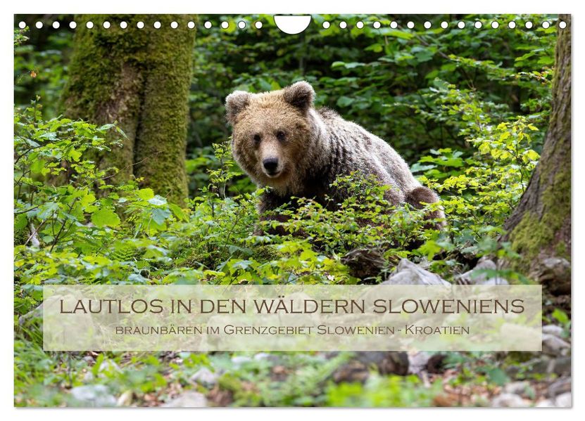 Lautlos in den Wäldern Sloweniens (Wandkalender 2027 DIN A4 quer) CALVENDO Monatskalender