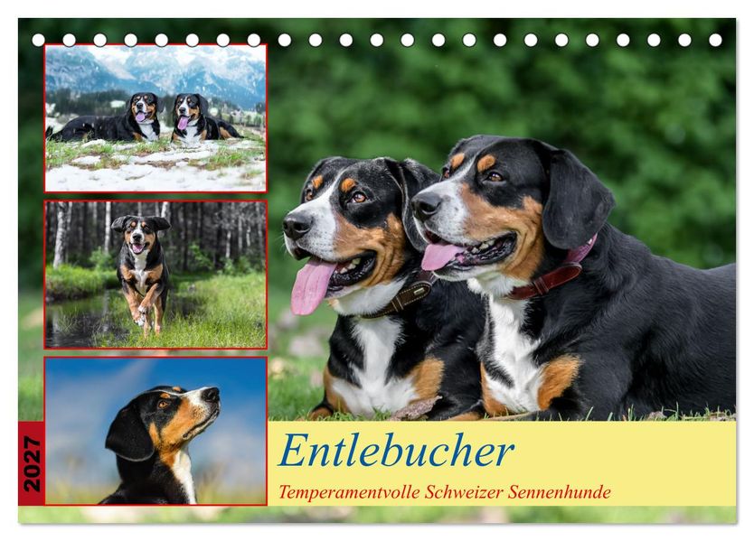 Entlebucher - Temperamentvolle Schweizer Sennenhunde (Tischkalender 2027 DIN A5 quer) CALVENDO Monatskalender