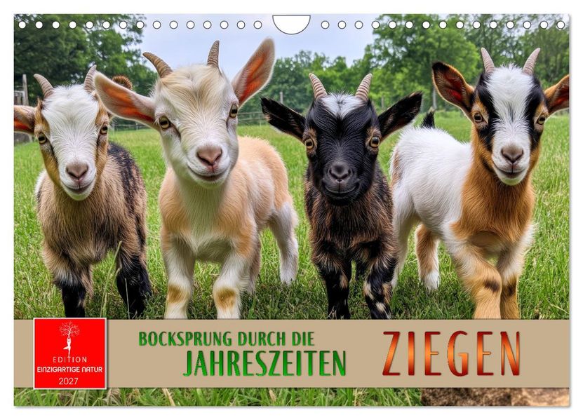 Ziegen - Bocksprung durch das Jahr (Wandkalender 2027 DIN A4 quer) CALVENDO Monatskalender