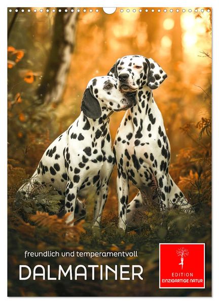 Dalmatiner - freundlich und temperamentvoll (Wandkalender 2027 DIN A3 hoch) CALVENDO Monatskalender