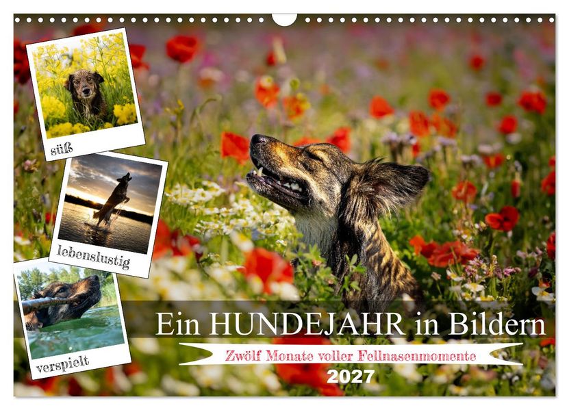 Ein Hundejahr in Bildern (Wandkalender 2027 DIN A3 quer) CALVENDO Monatskalender